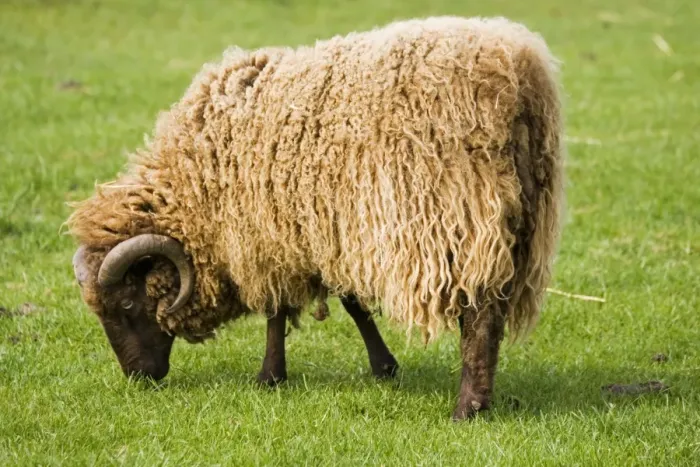 Framed Print : Shetland sheep grazing at Rare Breed Trust Cotswold Farm Park were probably brought to the Shetlands by the Viking settlers. Fleece shows considerable colour variation but produced fine wool which is knitted into quality knitwear