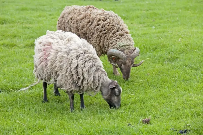 Framed Print : Shetland sheep ram and ewe - Cotswold Farm Park - Temple Guiting Glos UK Framed Print : Shetland sheep ram and ewe - Cotswold Farm Park - Temple Guiting Glos UK