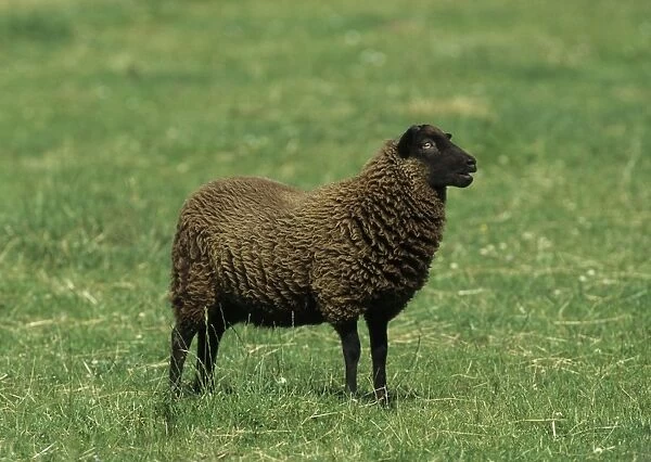 Shetland Sheep - UK MA000890