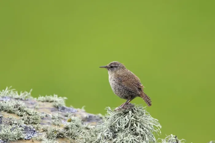 Framed Print : Shetland Wren Mousa Island, Shetland, UK BI011603 Framed Print : Shetland Wren Mousa Island, Shetland, UK BI011603