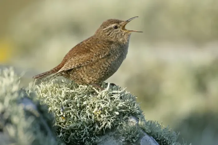 Framed Print : Shetland wren sitting on lichen-covered stone wall singing Sumburgh Head RSPB Reserve, South Mainland, Shetland Isles, Scotland, UK Framed Print : Shetland wren sitting on lichen-covered stone wall singing Sumburgh Head RSPB Reserve, South Mainland, Shetland Isles, Scotland, UK