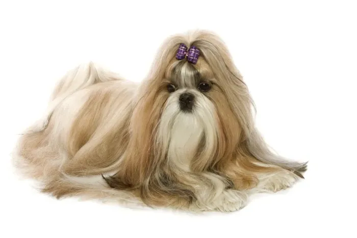 Framed Print : Shi-Tzu. LA-3561. Dog - Shih-Tzu. Jean Michel Labat Framed Print : Shi-Tzu. LA-3561. Dog - Shih-Tzu. Jean Michel Labat