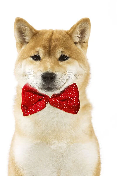 Shiba Inu Dog, smiling wearing red bow tie