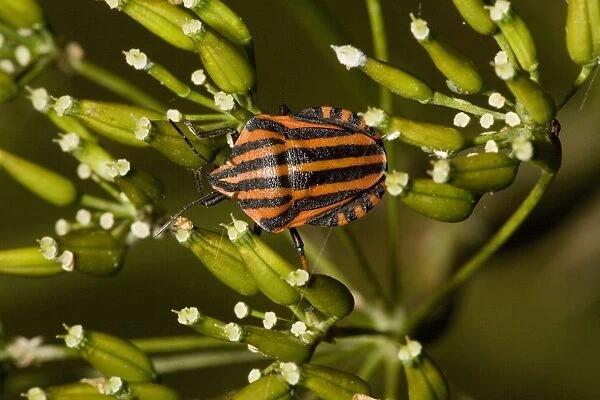 A shield bug ( Graphosoma italicum), on umbellifer. France