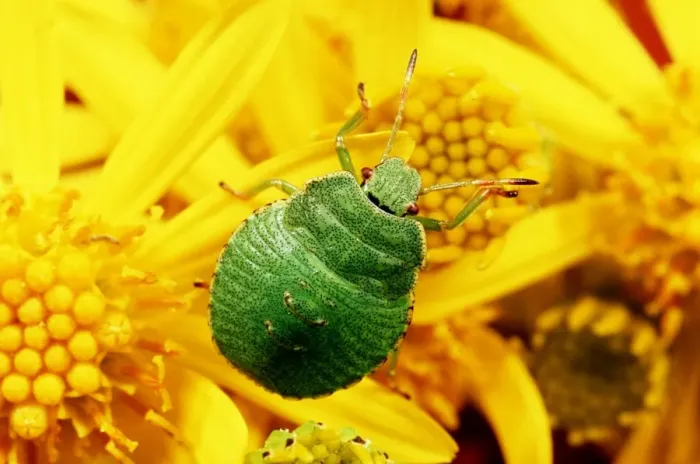 Framed Print : Shield Bug / Sting bug - juvenile on yellow flower of ragwort Framed Print : Shield Bug / Sting bug - juvenile on yellow flower of ragwort