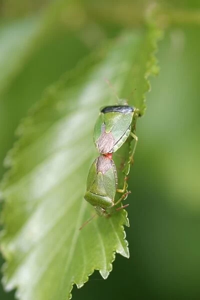 Shield Bugs Mated pair Bedfordshire, UK