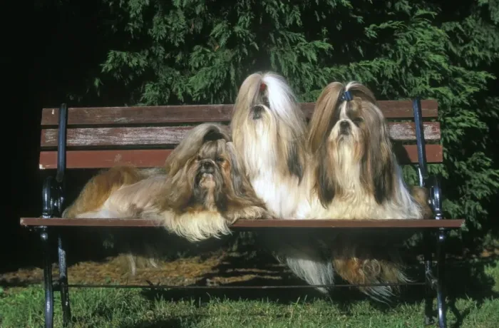 Framed Print : Shih tzu Dogs - 3 together sitting on park bench Framed Print : Shih tzu Dogs - 3 together sitting on park bench