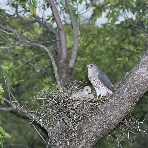 Shikra - at nest with chicks 