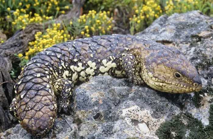 Framed Print : Shingleback Lizard Australia Framed Print : Shingleback Lizard Australia