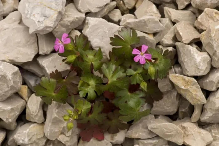 Framed Print : Shining cranesbill, Geranium lucidum. On limestone Framed Print : Shining cranesbill, Geranium lucidum. On limestone