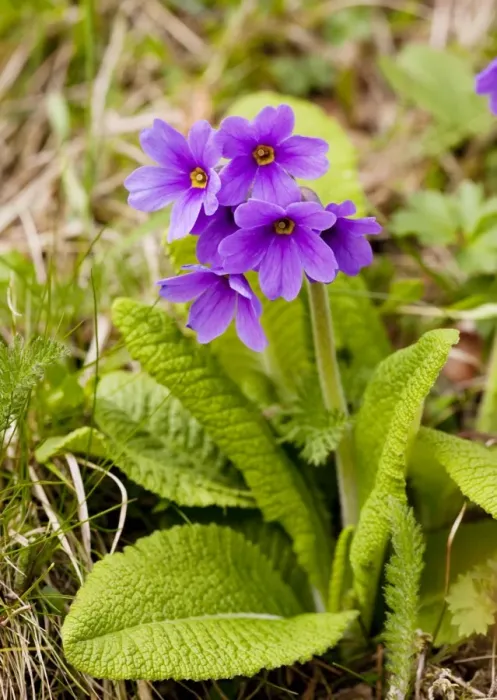 Framed Print : Shining Primula - in the Great Caucasus, Georgia Framed Print : Shining Primula - in the Great Caucasus, Georgia