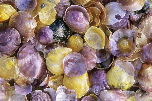 Shiny Atlantic Shells - Coto Donana National Park, Andalucia, South Spain
