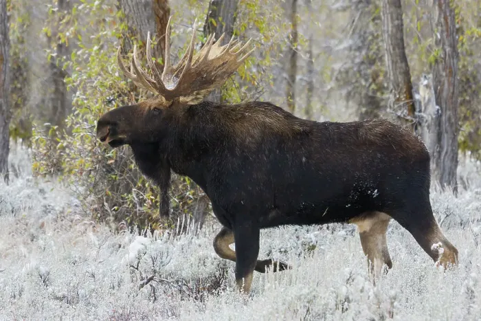 Framed Print : Shiras bull moose Framed Print : Shiras bull moose