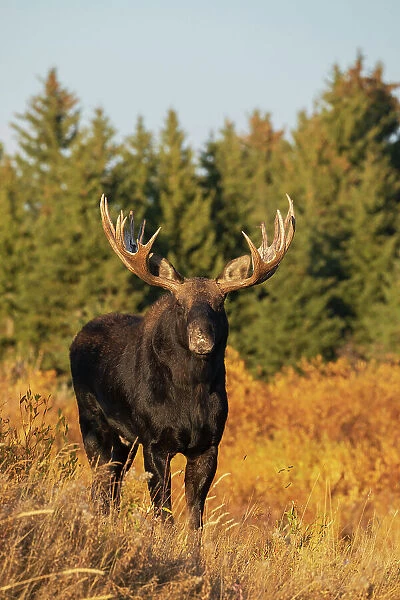 Shiras bull moose