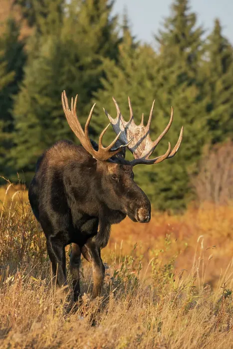 Framed Print : Shiras bull moose Framed Print : Shiras bull moose