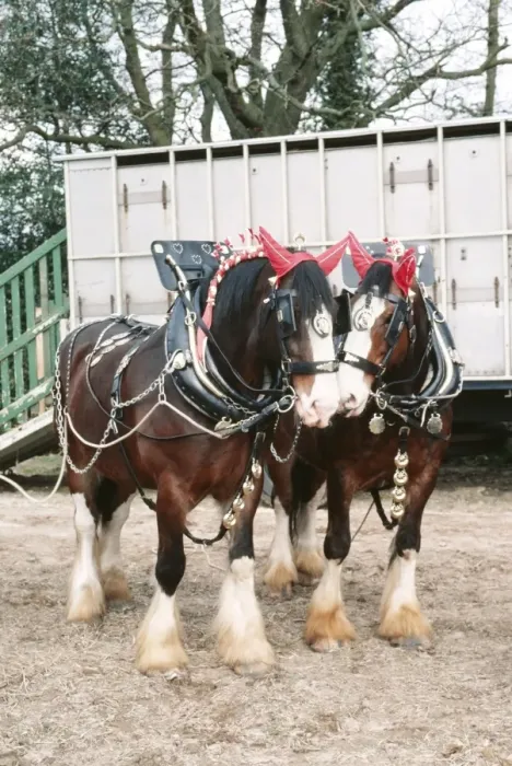 Framed Print : Shire Horses JD 2134 In front of trailer. © John Daniels / ARDEA LONDON Framed Print : Shire Horses JD 2134 In front of trailer. © John Daniels / ARDEA LONDON