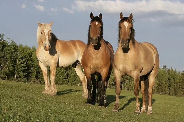 2 X Pegatinas De Vinilo 10cm-Shire Horse estable Animal Naturaleza Regalo Genial #12685 