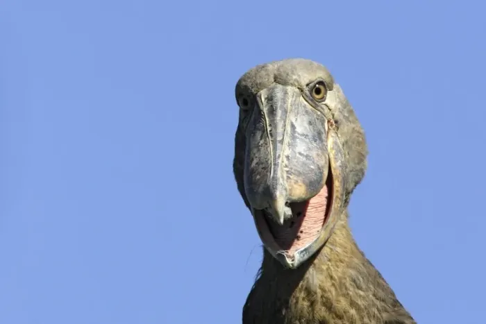 Framed Print : Shoebill. WAT-13076. Shoebill. Zambia, Africa Framed Print : Shoebill. WAT-13076. Shoebill. Zambia, Africa