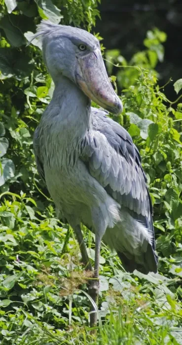 Framed Print : Shoebill - inhabits papyrus swamps, East and Southern Africa Framed Print : Shoebill - inhabits papyrus swamps, East and Southern Africa
