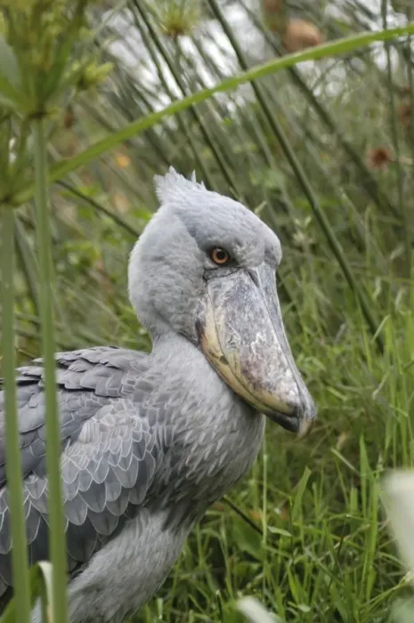 Framed Print : Shoebill - Papyrus Swamplands E & C Africa Framed Print : Shoebill - Papyrus Swamplands E & C Africa