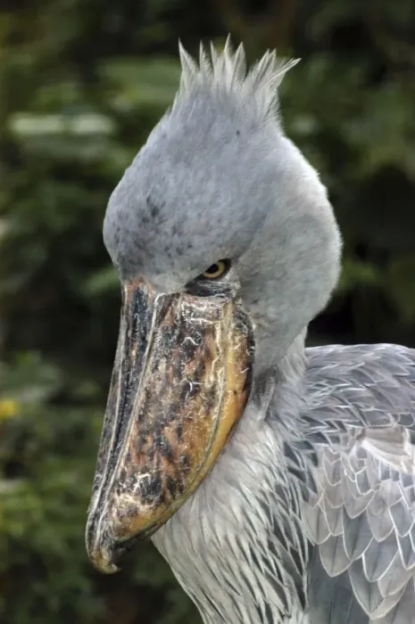 Framed Print : Shoebill - Papyrus Swamplands E & C Africa Framed Print : Shoebill - Papyrus Swamplands E & C Africa
