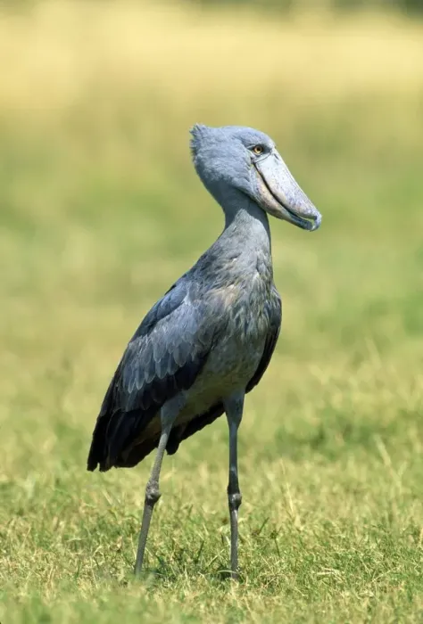 Framed Print : Shoebill / Whale-head Stork - Maasai Mara - Kenya - Africa Framed Print : Shoebill / Whale-head Stork - Maasai Mara - Kenya - Africa