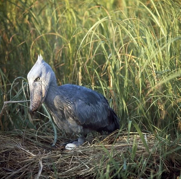 Shoebill  /  Whale-head Stork - at nest with egg