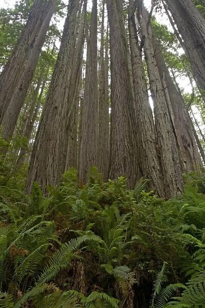 Shoots from old stump of logged Coastal Redwood Redwood National Park California, USA LA000844