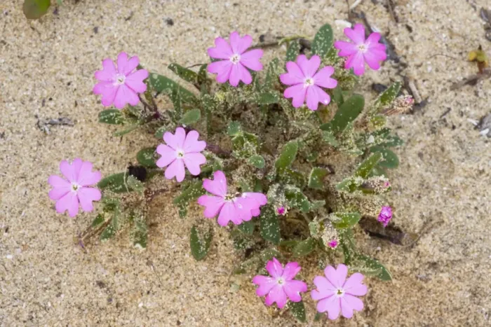 Framed Print : Shore / Beach Campion - on dunes, Algarve, Portugal Framed Print : Shore / Beach Campion - on dunes, Algarve, Portugal