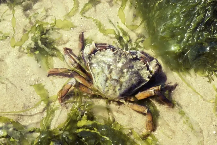 Framed Print : Shore Crab BS 1035 Norfolk, UK. Carcinus maenas © B. L. Sage / ARDEA LONDON Framed Print : Shore Crab BS 1035 Norfolk, UK. Carcinus maenas © B. L. Sage / ARDEA LONDON