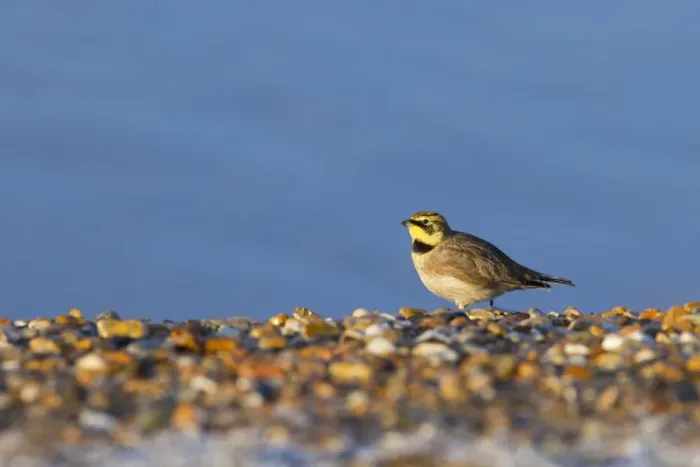 Framed Print : Shorelark - single adult resting on the shoreline. Norfolk, UK Framed Print : Shorelark - single adult resting on the shoreline. Norfolk, UK
