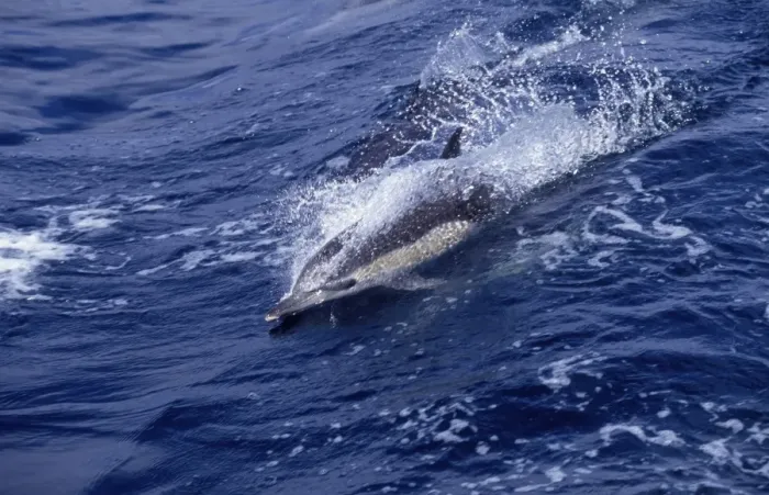 Framed Print : Short-beaked Common dolphin Photographed in the Gulf of California, Mexico Framed Print : Short-beaked Common dolphin Photographed in the Gulf of California, Mexico