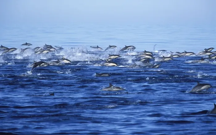 Framed Print : Short-beaked Common dolphin Photographed in the Gulf of California, Mexico Framed Print : Short-beaked Common dolphin Photographed in the Gulf of California, Mexico