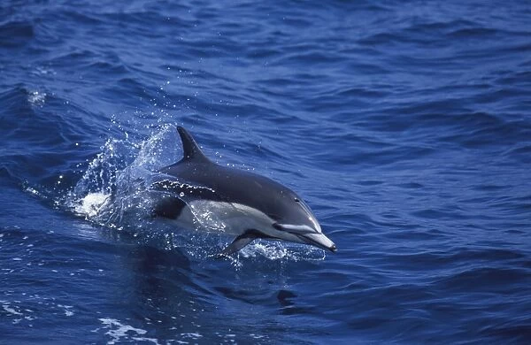 Short-Beaked Common dolphin Sea of Cortez (Gulf of California), Mexico