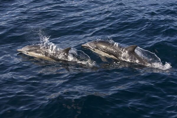 Short-beaked Common Dolphins - Baja California - Mexico