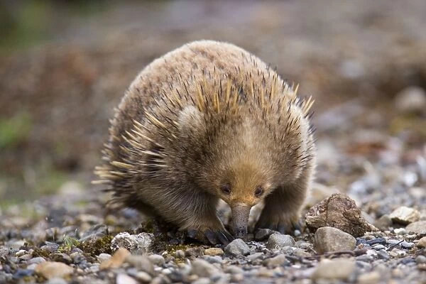 Short-beaked Echidna - adult digging in the ground in search for food, which consists solely of ants and termites. It can find them by using its beak which can detect electrical impulses in the muscles of its prey - Tasmania, Australia