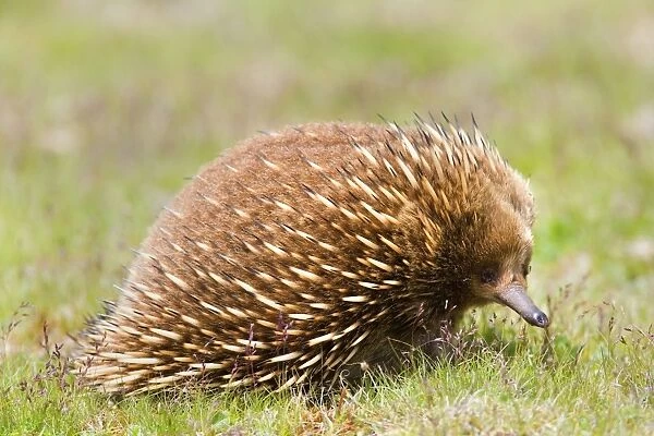 Short-beaked Echidna - adult strolling on a meadow in search for food which consists solely of ants and termites. It can find them by detecting electrical impulses in the muscles of its prey with its beak - Tasmania, Australia