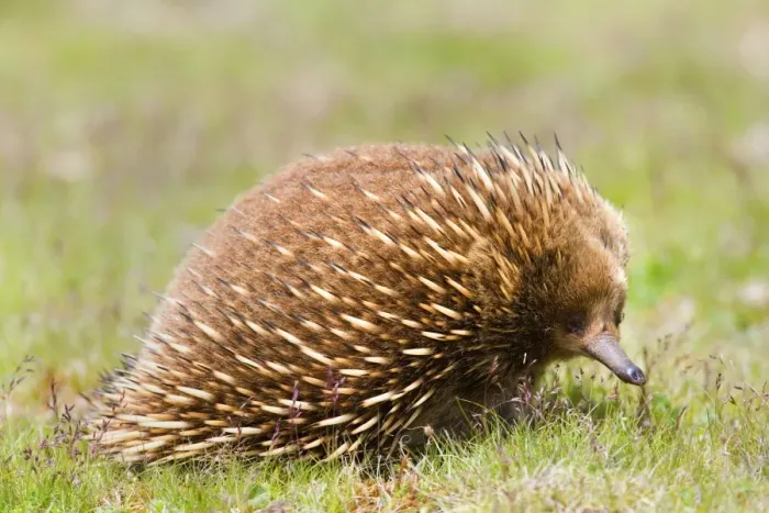Framed Print : Short-beaked Echidna - adult strolling on a meadow in search for food which consists solely of ants and termites. It can find them by detecting electrical impulses in the muscles of its prey with its beak - Tasmania, Australia Framed Print : Short-beaked Echidna - adult strolling on a meadow in search for food which consists solely of ants and termites. It can find them by detecting electrical impulses in the muscles of its prey with its beak - Tasmania, Australia