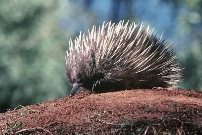 Framed Print : Short-beaked Echidna - Australia AU-1495