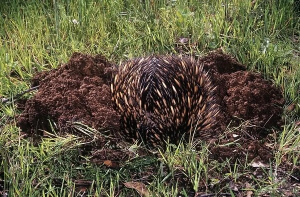 Short-beaked Echidna - burrowing in defence