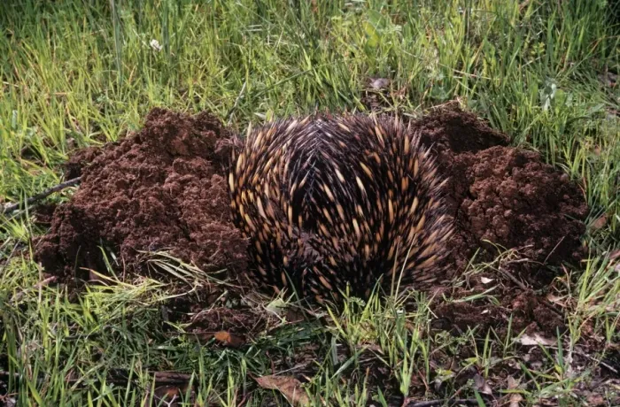 Framed Print : Short-beaked Echidna - burrowing in defence Framed Print : Short-beaked Echidna - burrowing in defence