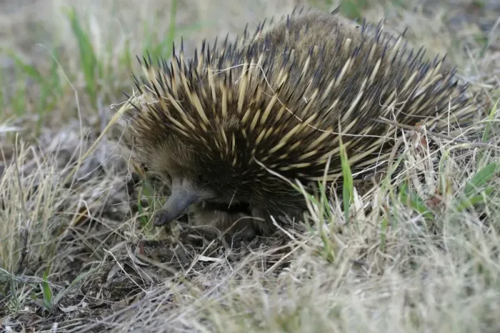 Framed Print : Short-beaked Echidna East coast of Tasmania, Australia Framed Print : Short-beaked Echidna East coast of Tasmania, Australia