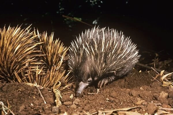 Short-beaked Echidna - mother & young faraging