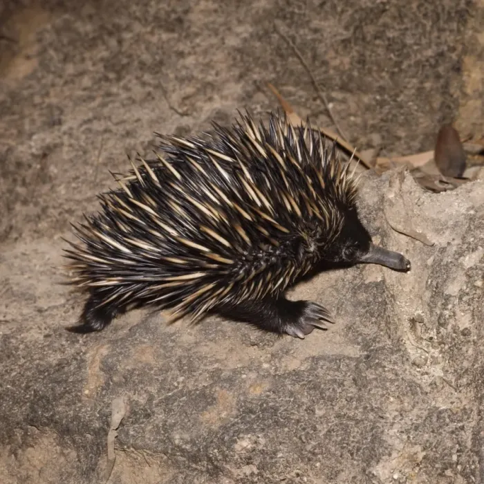 Framed Print : Short-beaked Echidna / Spiny Anteater Framed Print : Short-beaked Echidna / Spiny Anteater