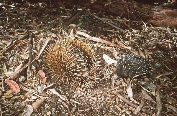 Short-beaked Echidna  /  Spiny Anteater - mother & young foraging AU 456