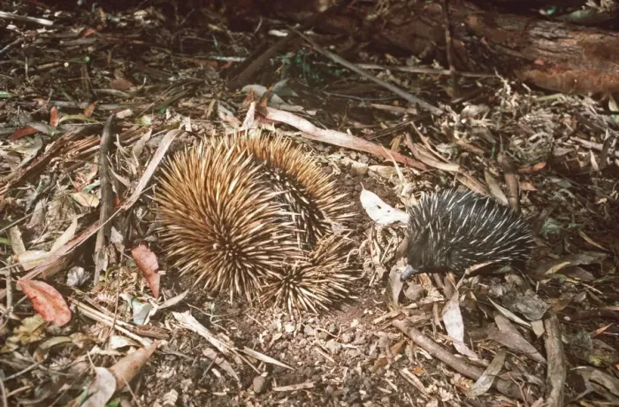 Framed Print : Short-beaked Echidna / Spiny Anteater - mother & young foraging AU 456 Framed Print : Short-beaked Echidna / Spiny Anteater - mother & young foraging AU 456