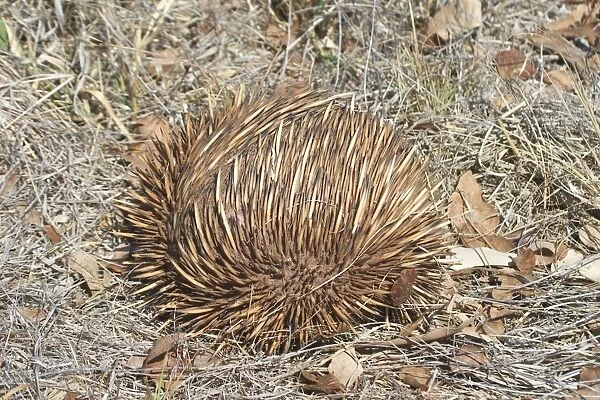 Short-beaked  /  short-nosed  /  Spiny ECHIDNA - Also known as a Spiny Anteater - Rolled into a protective ball