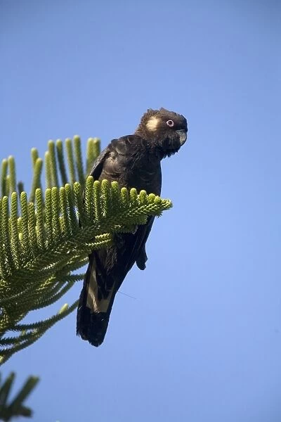 Short-billed Black-Cockatoo  /  Carnaby's Black-Cockatoo. Near a creek in Cowaramup Bay, south of Perth. Endemic to the far southwest of Western Australia. Inhabits forests and woodlands and pine plantations. Sometimes in Perth suburbs