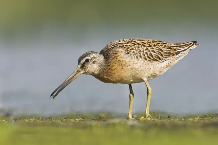 Framed Print : Short-billed Dowitcher - in August at Jamaica Bay NWR - NY- USA Framed Print : Short-billed Dowitcher - in August at Jamaica Bay NWR - NY- USA