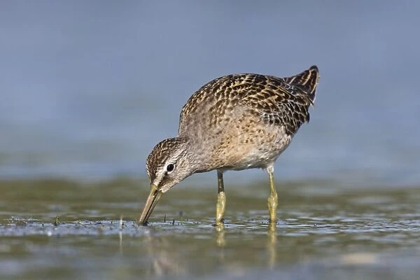 Short-billed Dowitcher - in September at Jamaica Bay NWR, NY, USA